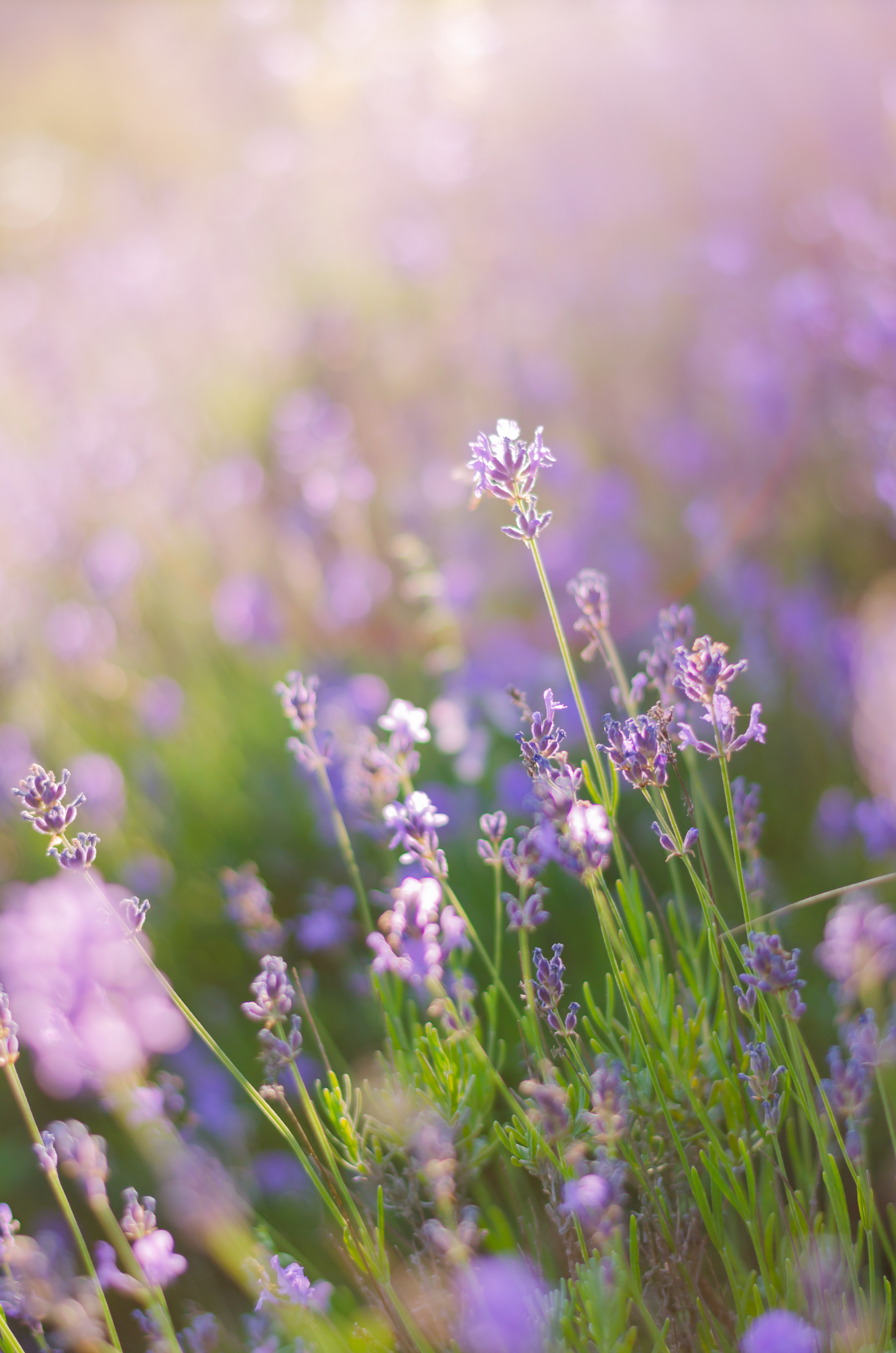 Lavendel