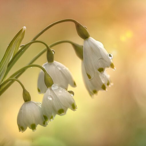 Lichtblick